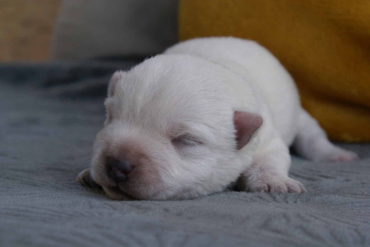 d'Isarudy - Chiots disponibles - West Highland White Terrier