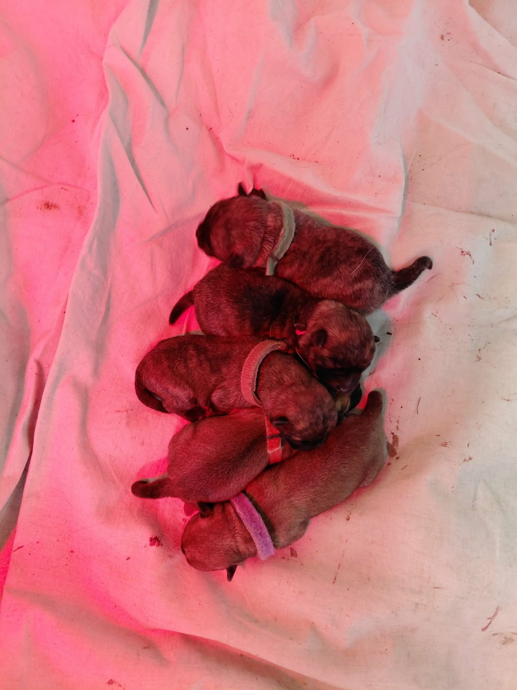 d'Isarudy - Cairn Terrier - Portée née le 22/01/2026