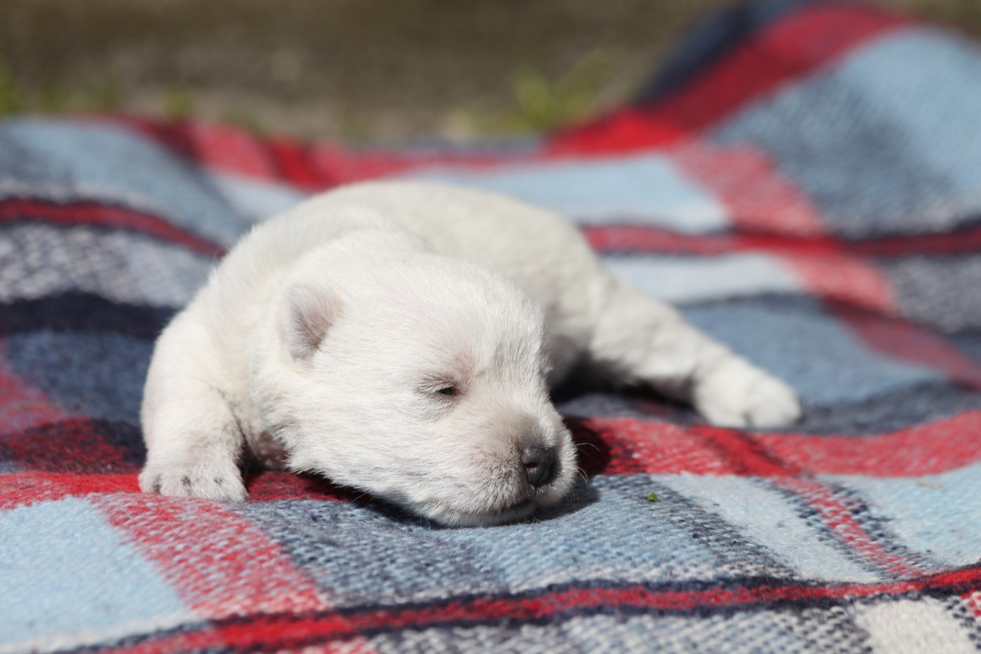 d'Isarudy - Chiots disponibles - West Highland White Terrier