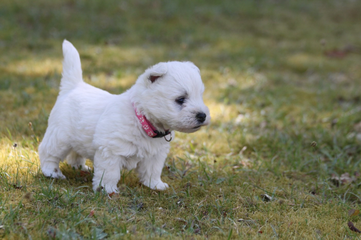 d'Isarudy - West Highland White Terrier - Portée née le 03/03/2026
