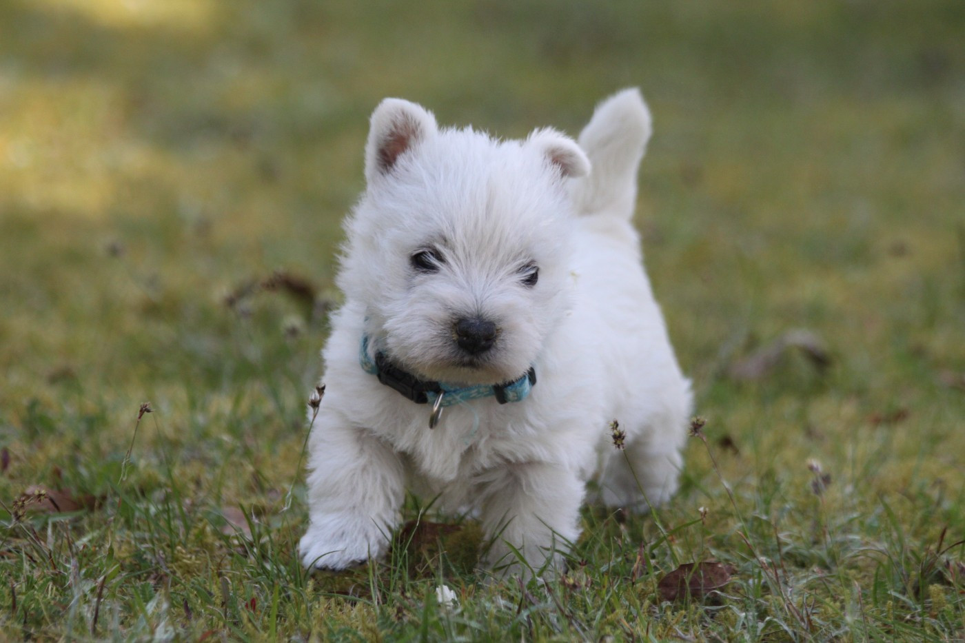 d'Isarudy - West Highland White Terrier - Portée née le 03/03/2026
