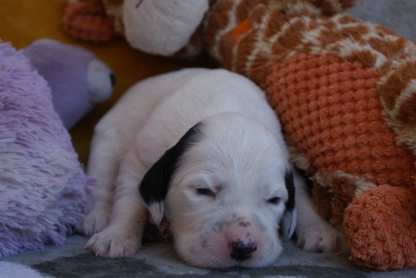 d'Isarudy - Chiots disponibles - Setter Anglais