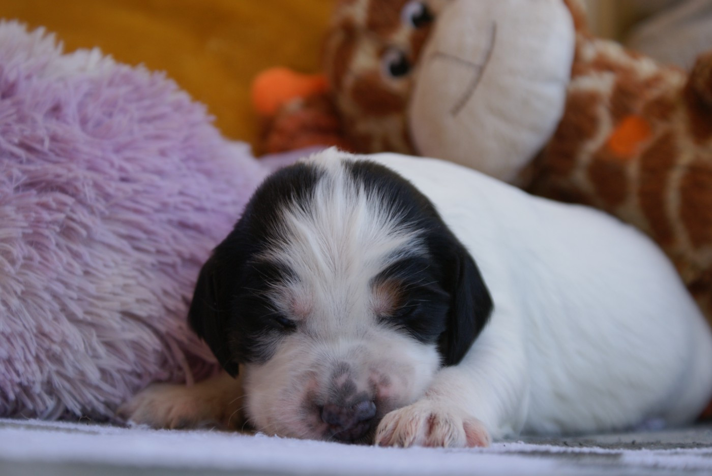 d'Isarudy - Chiots disponibles - Setter Anglais