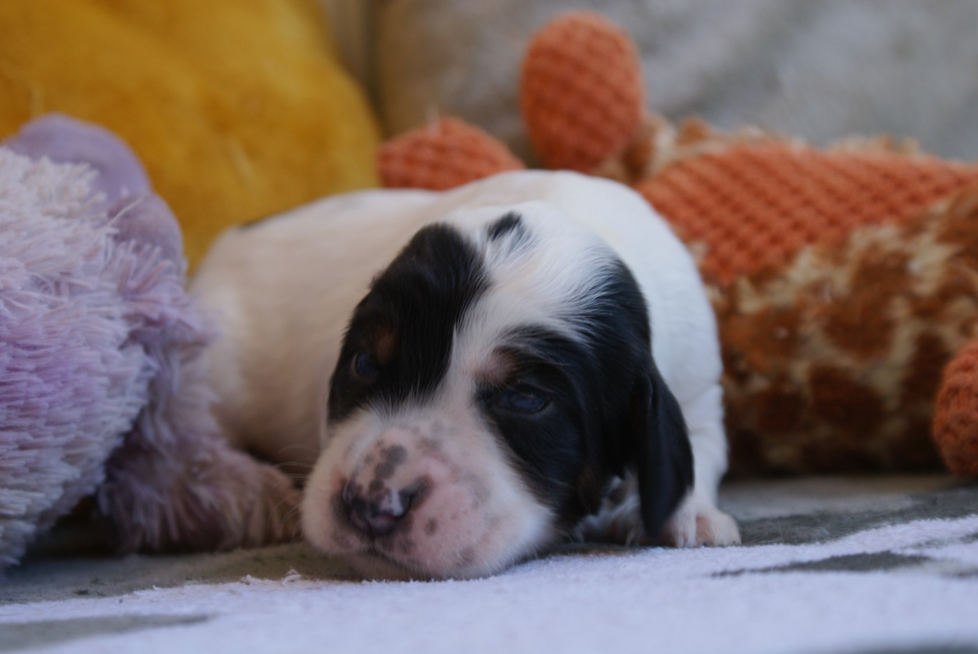 d'Isarudy - Chiots disponibles - Setter Anglais