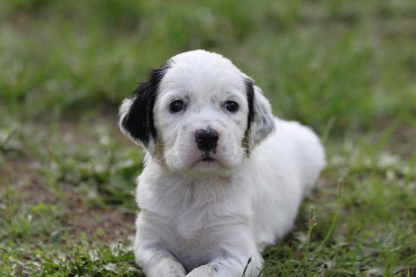 d'Isarudy - Chiots disponibles - Setter Anglais