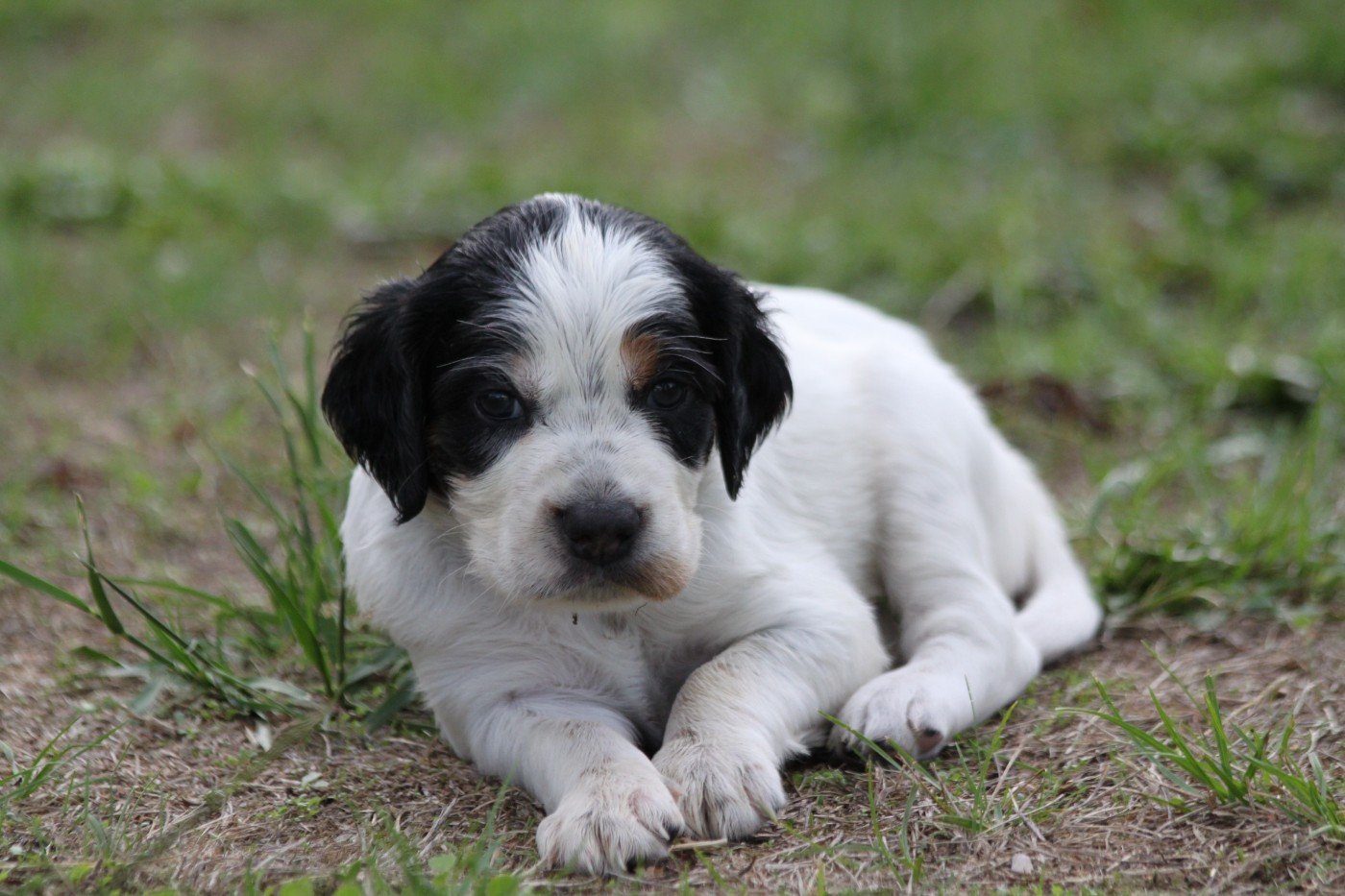 d'Isarudy - Chiots disponibles - Setter Anglais