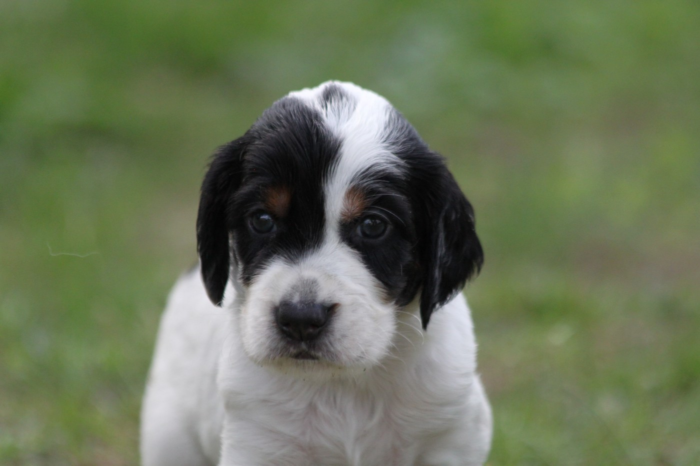 d'Isarudy - Chiots disponibles - Setter Anglais