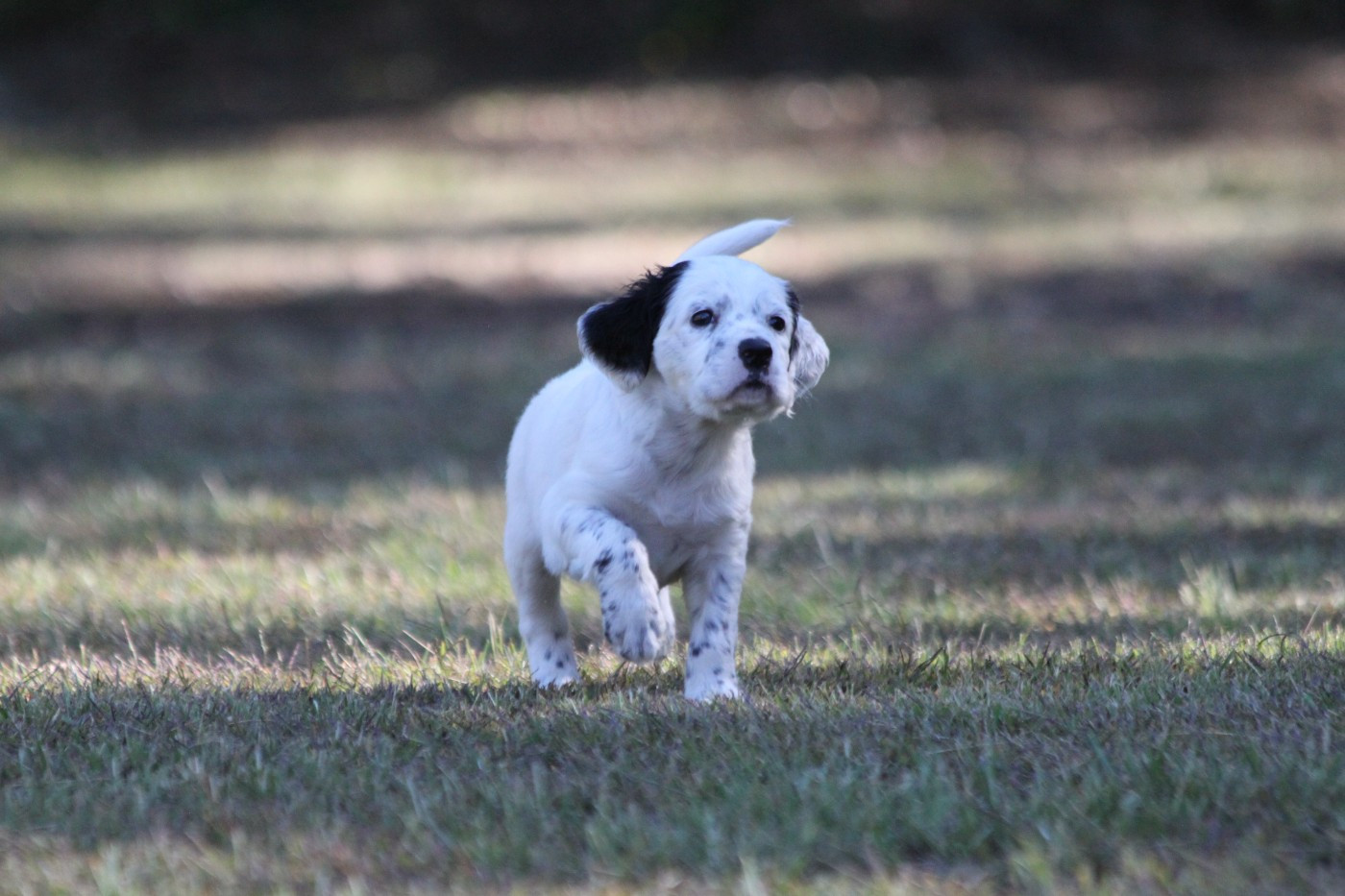 d'Isarudy - Chiots disponibles - Setter Anglais