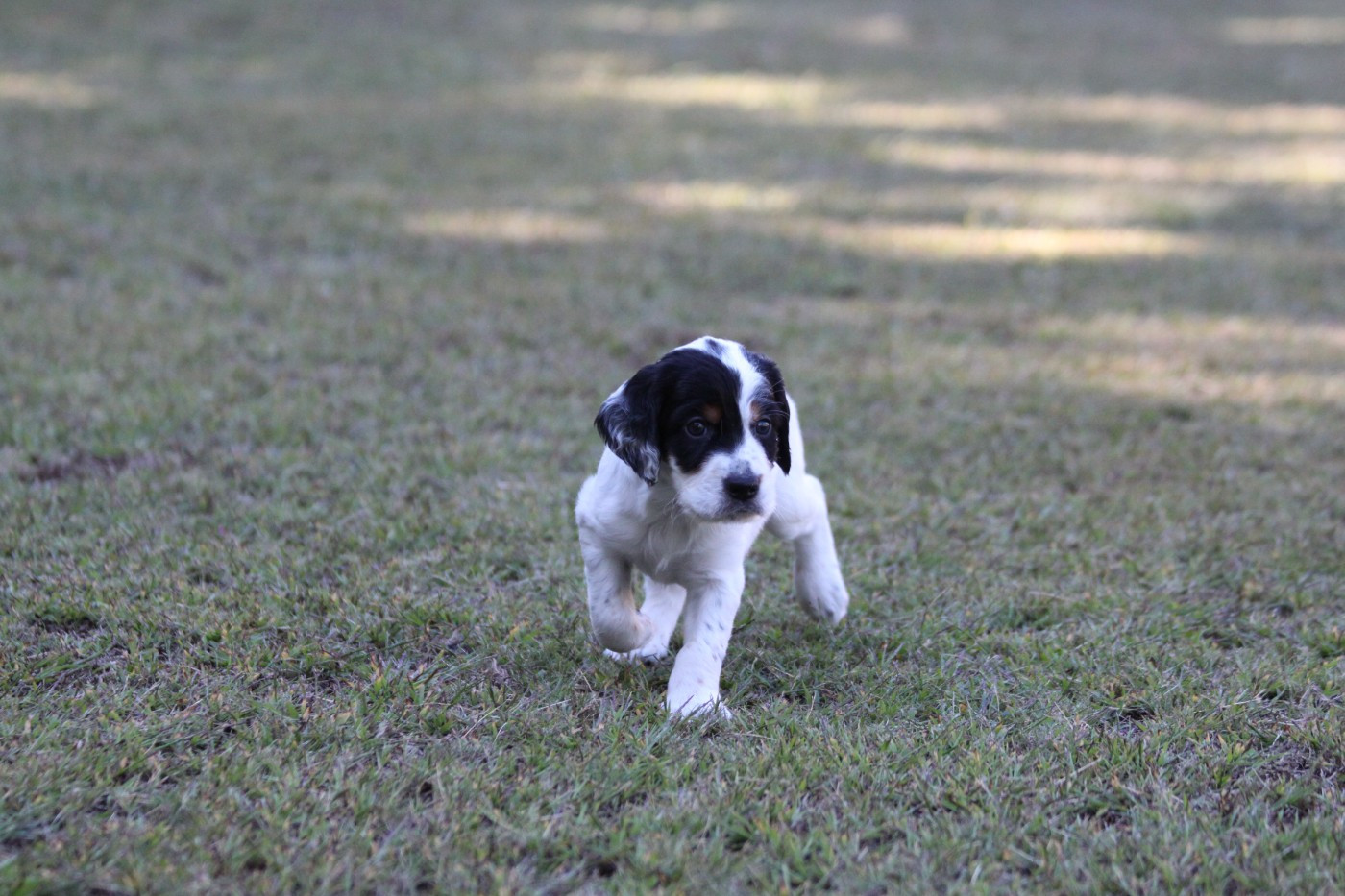 d'Isarudy - Chiots disponibles - Setter Anglais