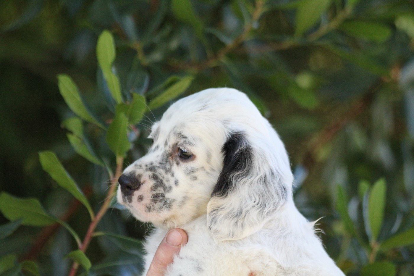 d'Isarudy - Chiots disponibles - Setter Anglais