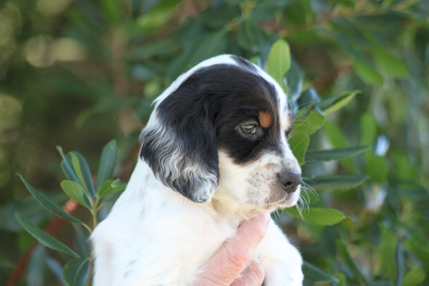 d'Isarudy - Chiots disponibles - Setter Anglais