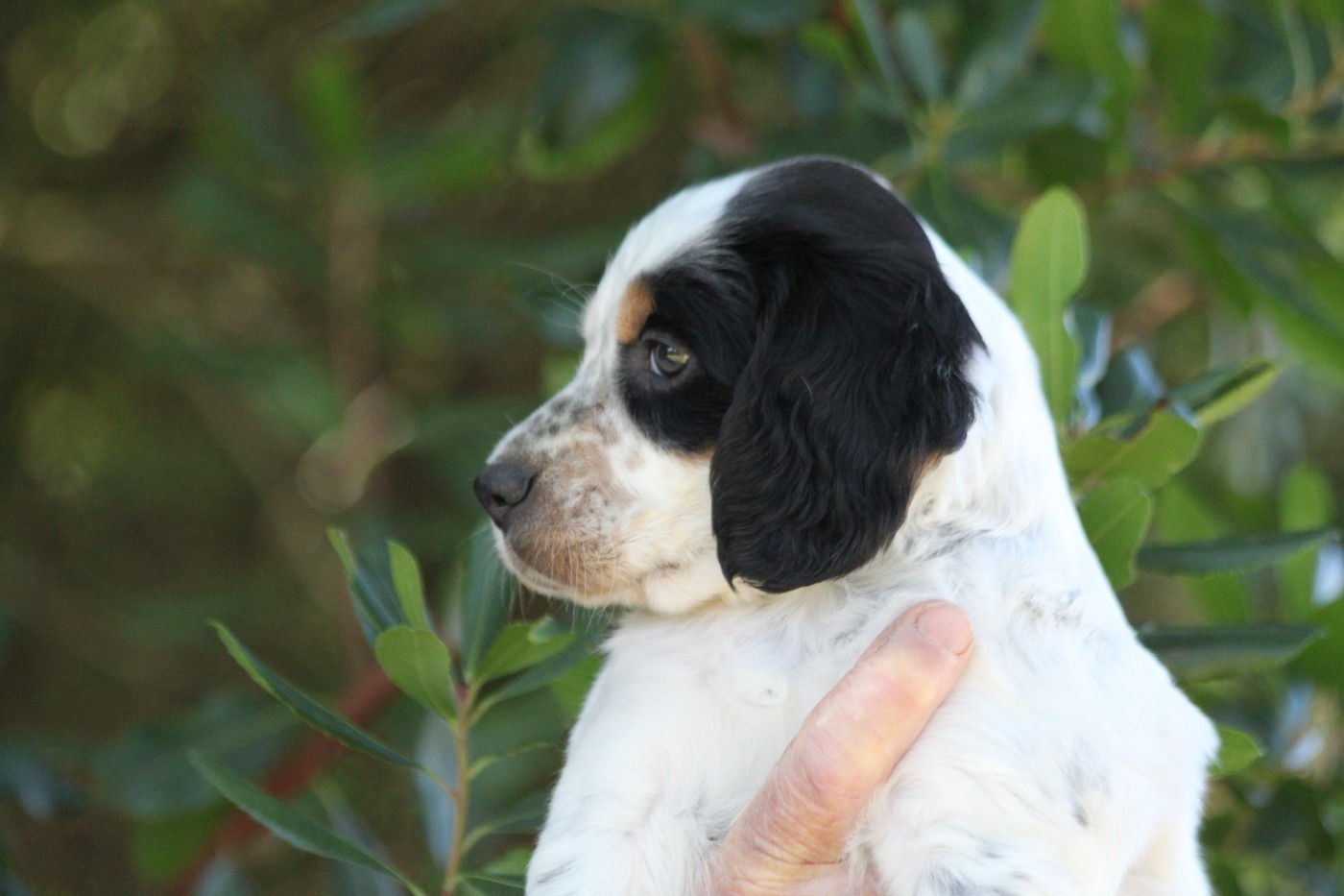 d'Isarudy - Chiots disponibles - Setter Anglais