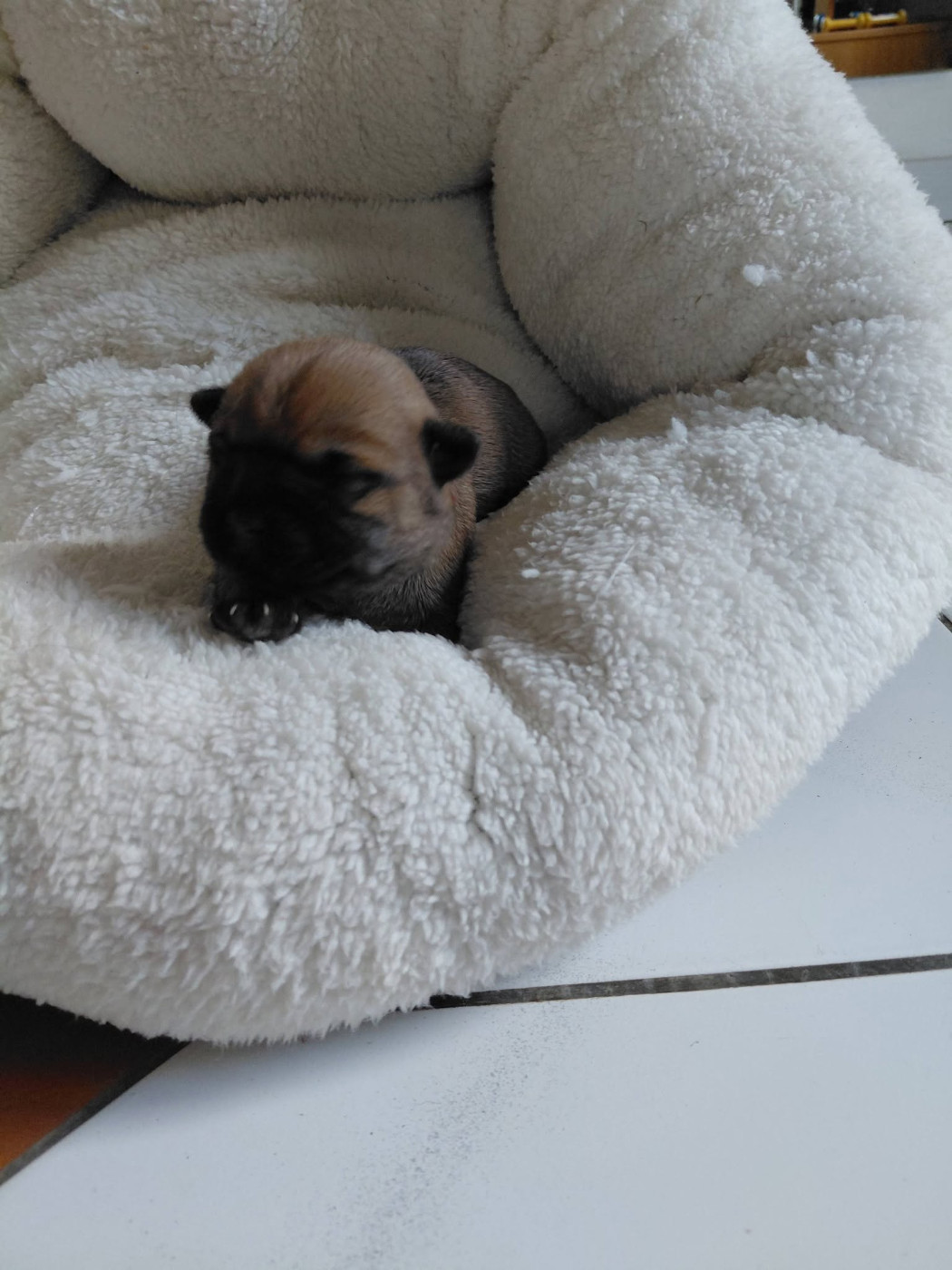 d'Isarudy - Chiots disponibles - Cairn Terrier