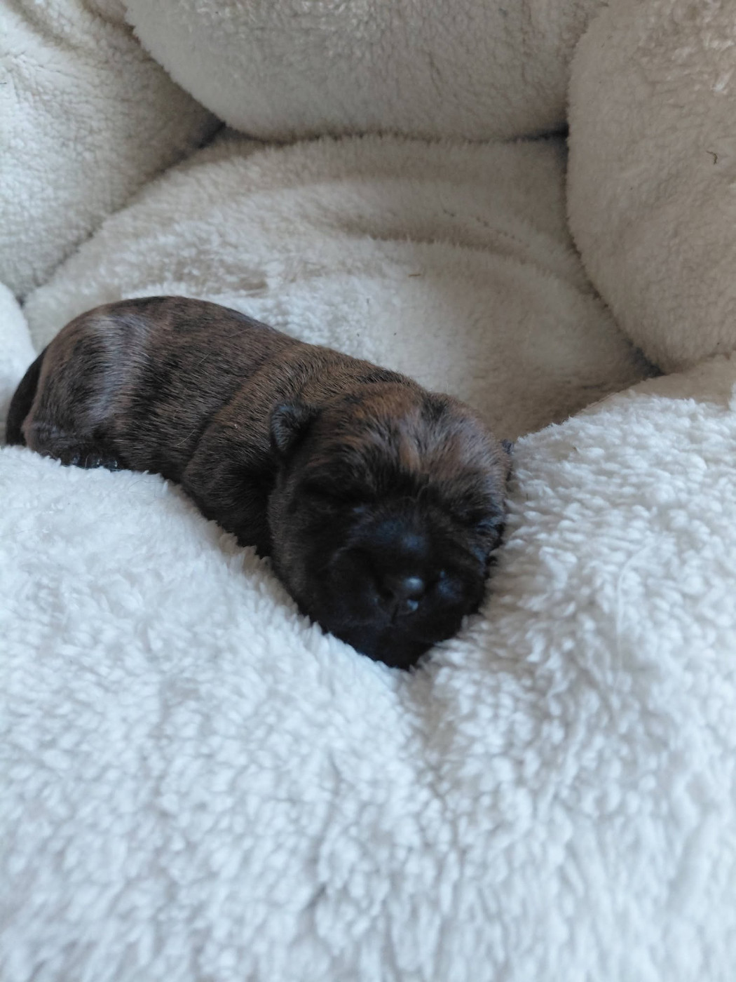 d'Isarudy - Chiots disponibles - Cairn Terrier