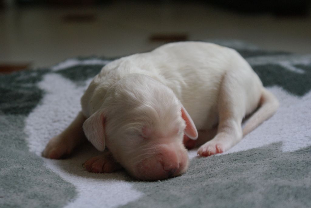 d'Isarudy - Chiots disponibles - Setter Anglais
