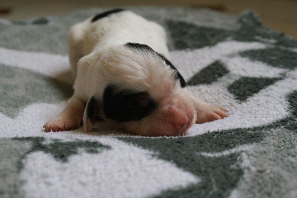 d'Isarudy - Chiots disponibles - Setter Anglais