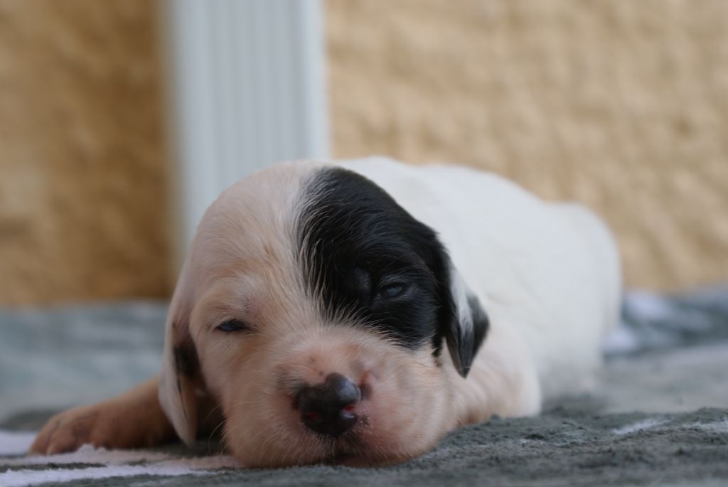 d'Isarudy - Chiots disponibles - Setter Anglais