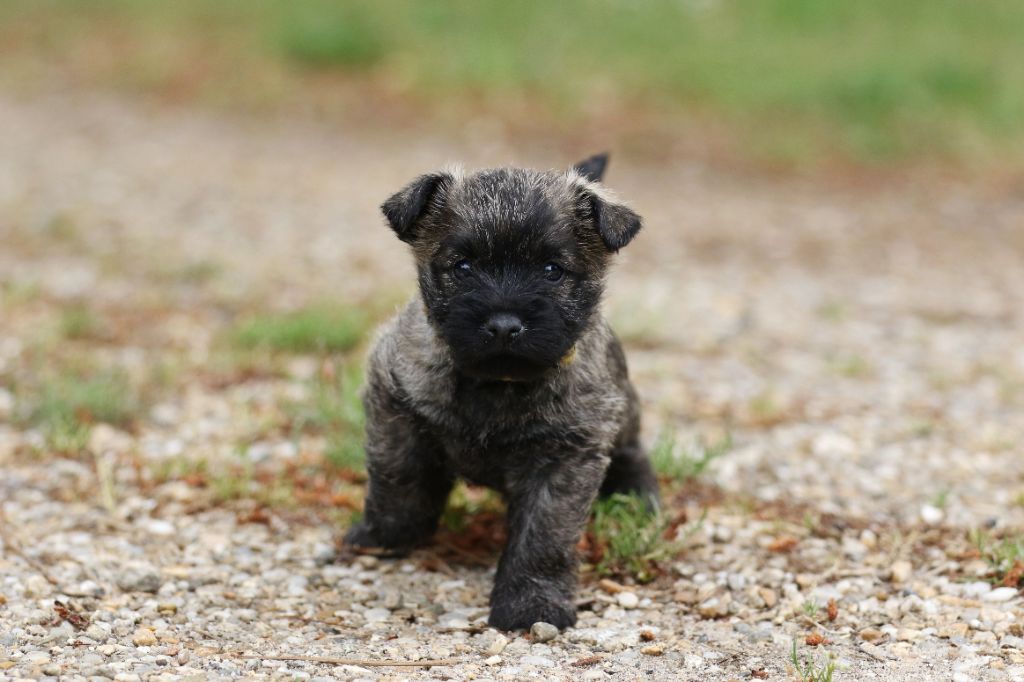 d'Isarudy - Cairn Terrier - Portée née le 20/04/2022
