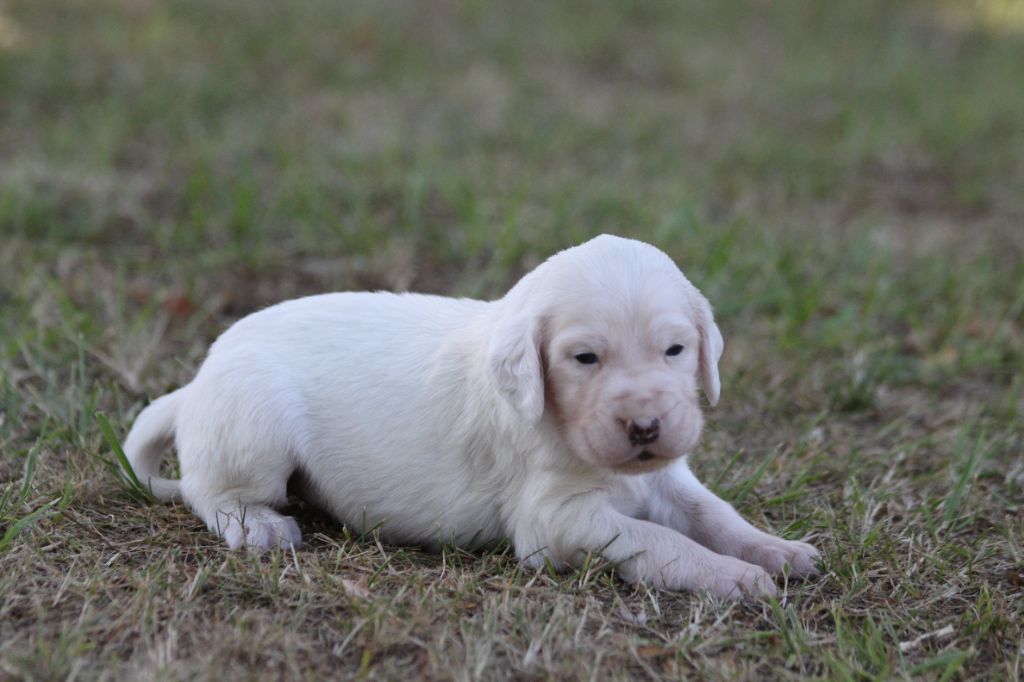 d'Isarudy - Chiots disponibles - Setter Anglais