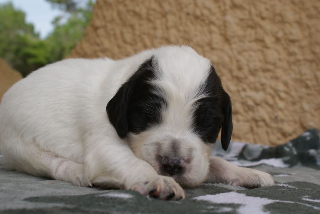d'Isarudy - Chiots disponibles - Setter Anglais