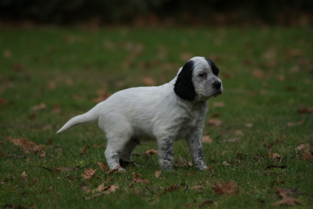 d'Isarudy - Setter Anglais - Portée née le 16/11/2022
