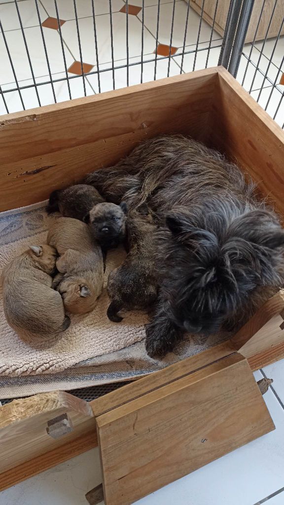 d'Isarudy - Cairn Terrier - Portée née le 27/03/2023