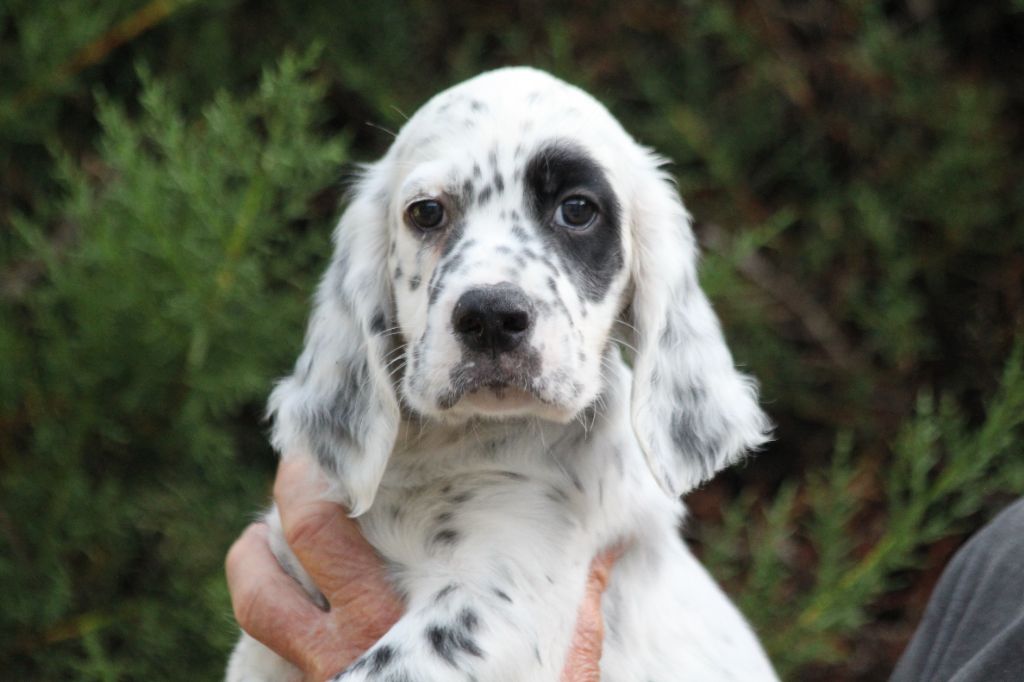 d'Isarudy - Setter Anglais - Portée née le 19/06/2025