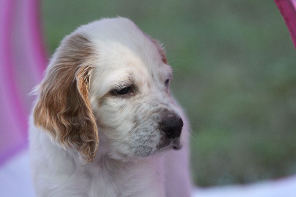 d'Isarudy - Chiots disponibles - Setter Anglais