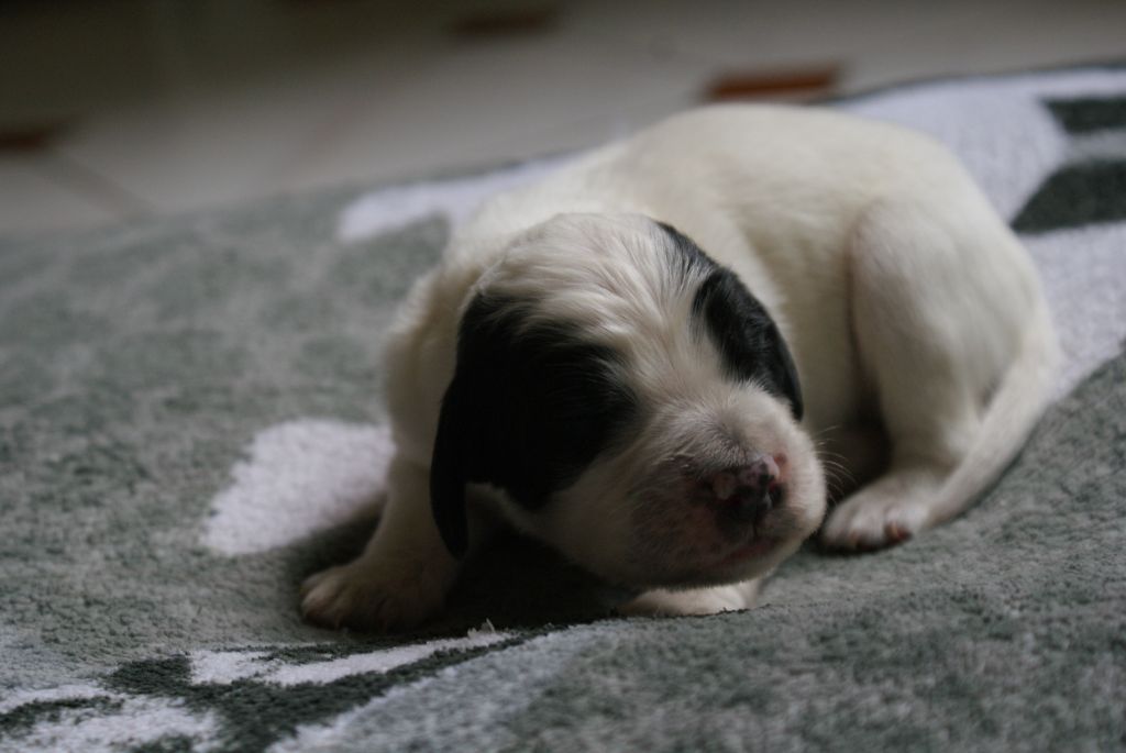 d'Isarudy - Chiots disponibles - Setter Anglais