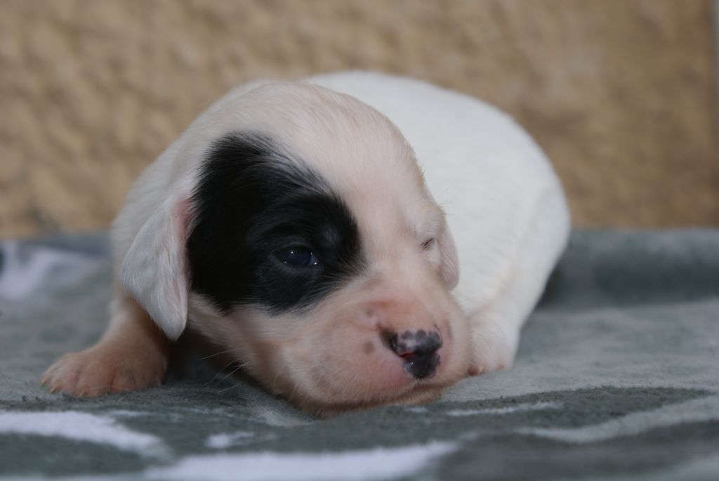 d'Isarudy - Chiots disponibles - Setter Anglais