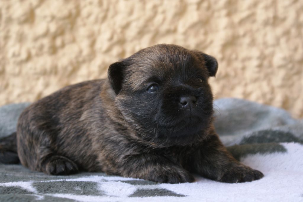 d'Isarudy - Chiots disponibles - Cairn Terrier
