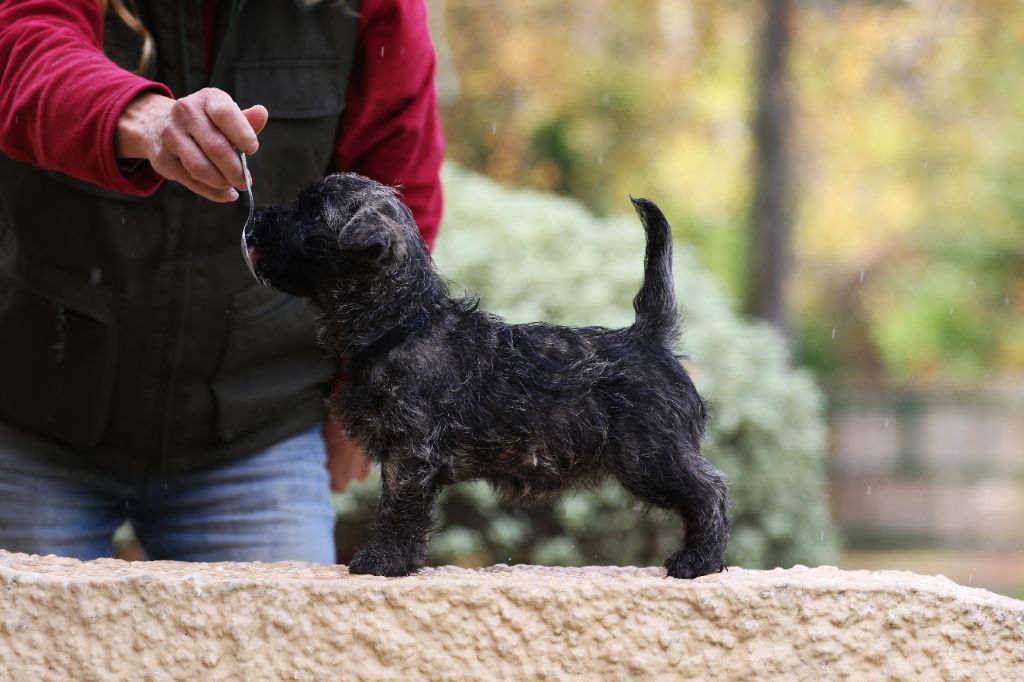 d'Isarudy - Cairn Terrier - Portée née le 30/09/2022