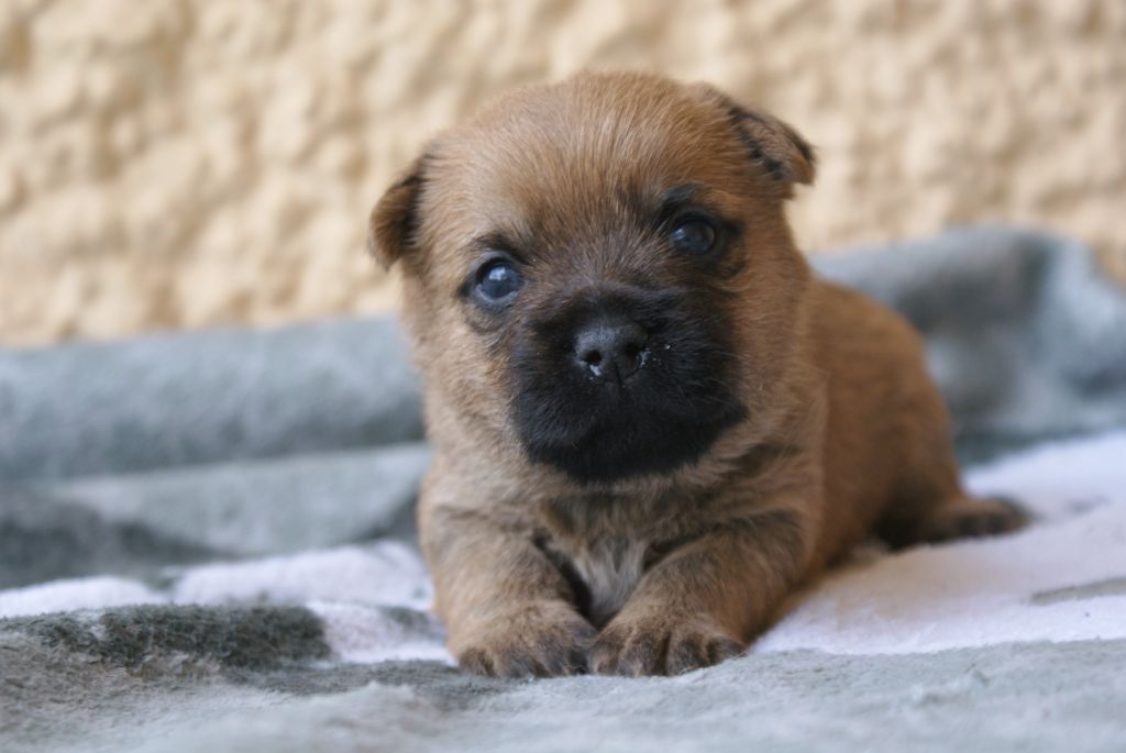 d'Isarudy - Chiots disponibles - Cairn Terrier