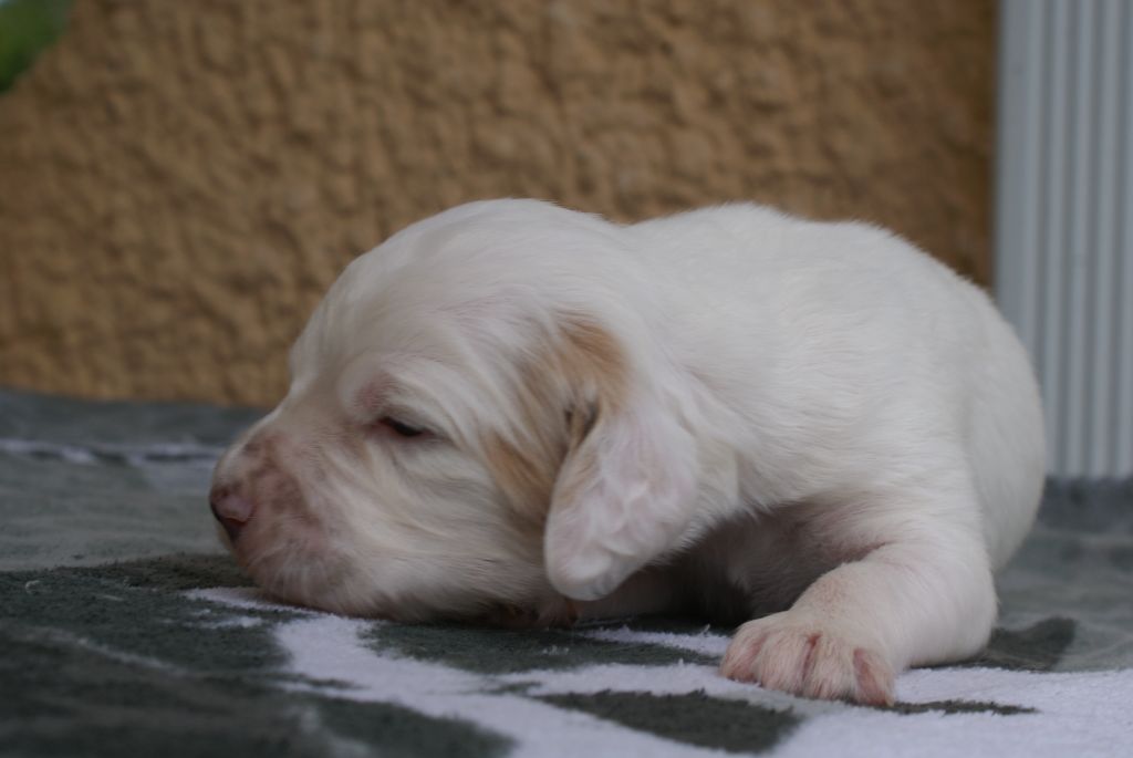 d'Isarudy - Chiots disponibles - Setter Anglais