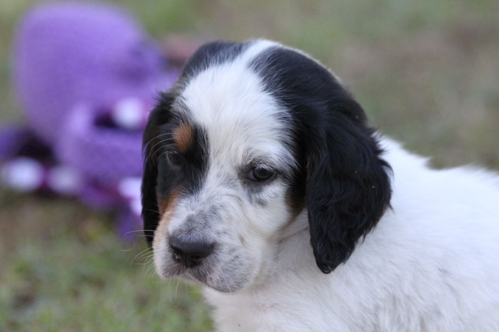 d'Isarudy - Chiots disponibles - Setter Anglais