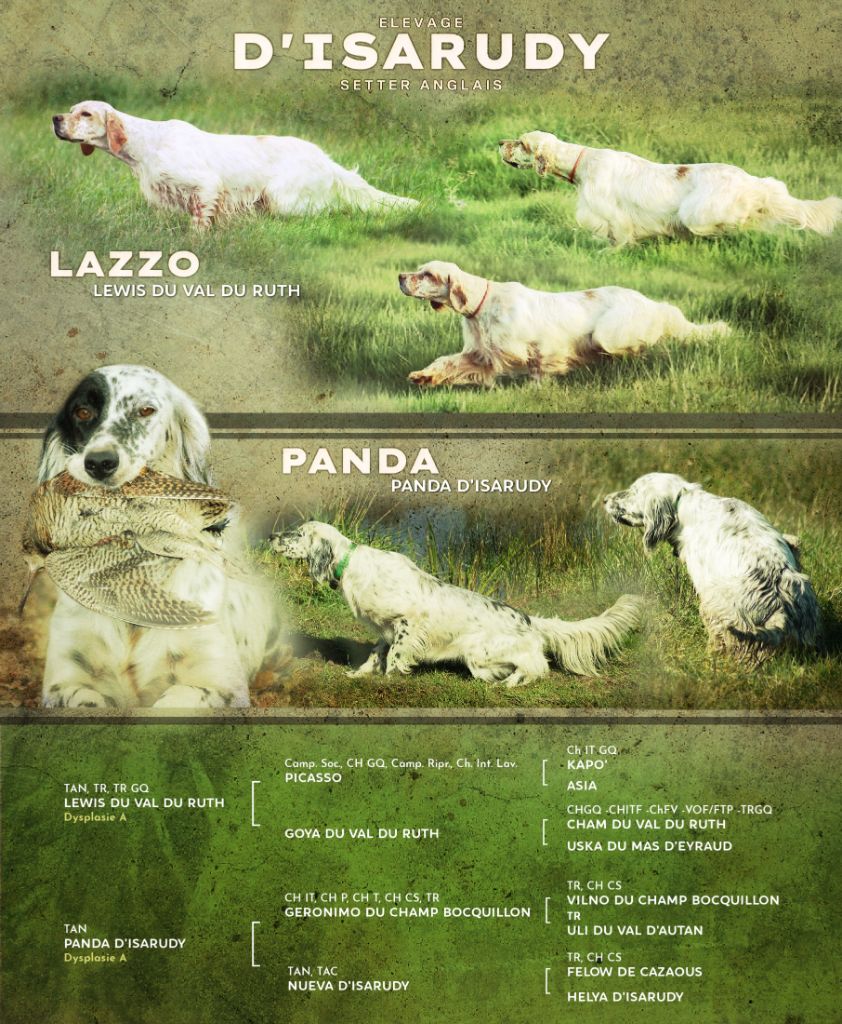 Chiot Setter Anglais d'Isarudy