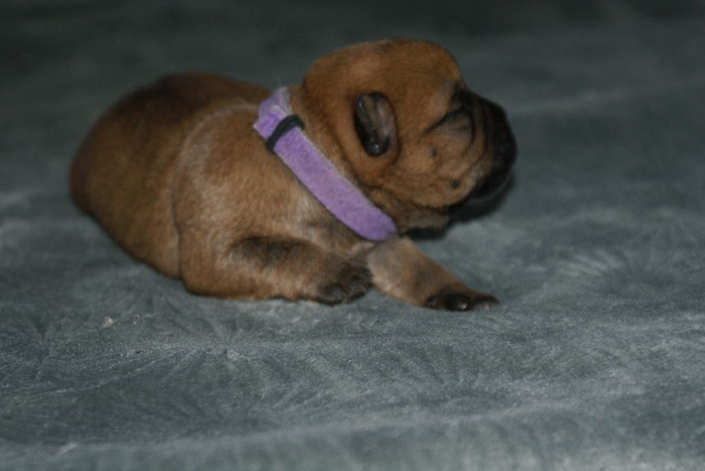 d'Isarudy - Chiots disponibles - Cairn Terrier