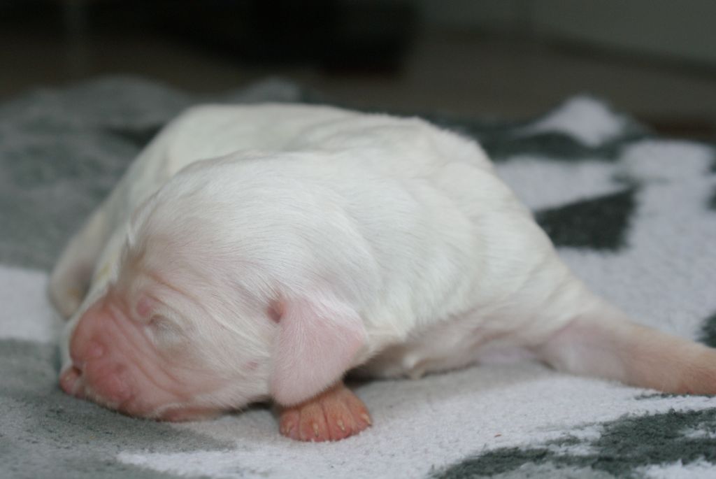 d'Isarudy - Chiots disponibles - Setter Anglais