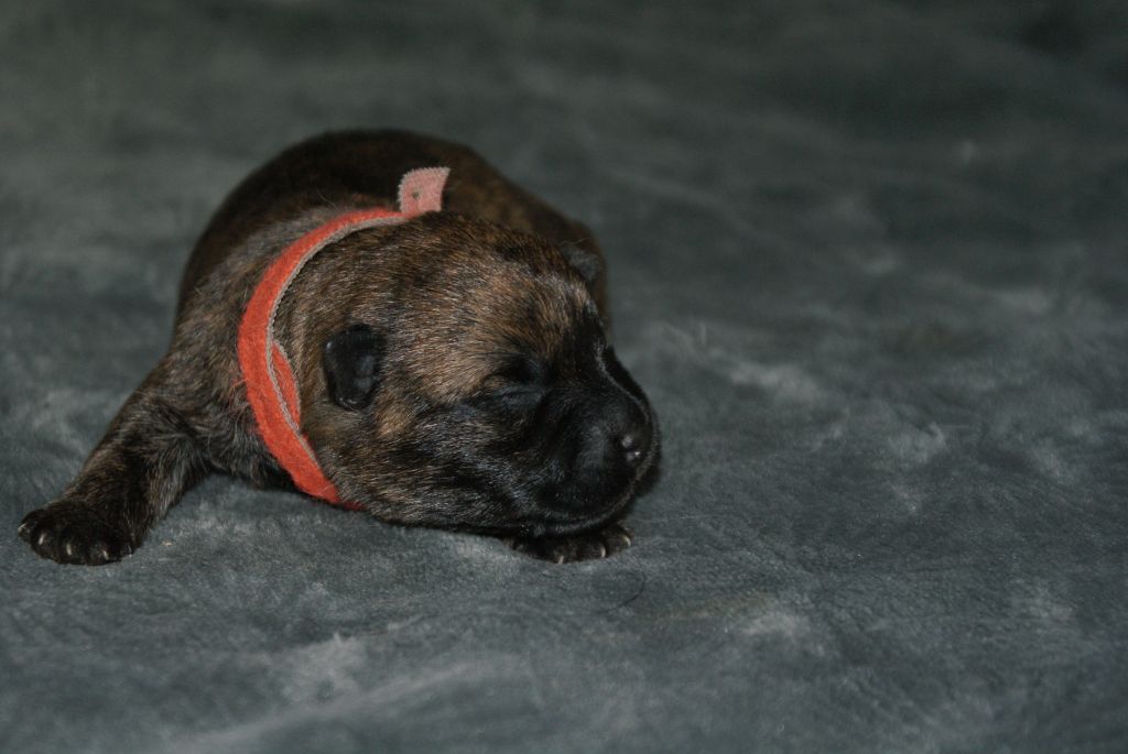 d'Isarudy - Chiots disponibles - Cairn Terrier