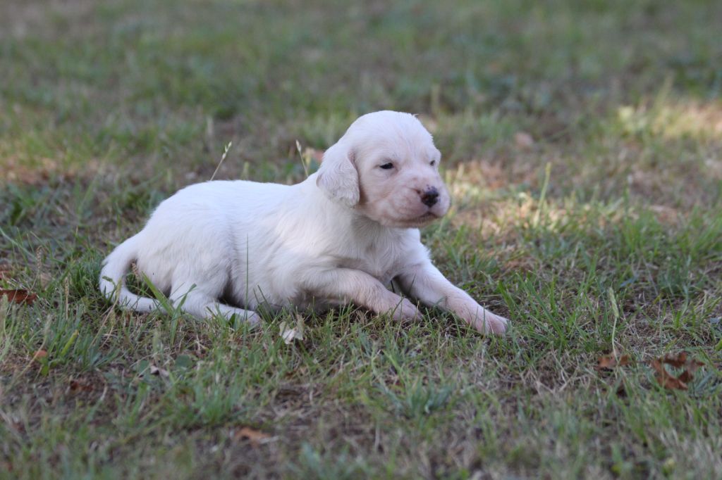 d'Isarudy - Chiots disponibles - Setter Anglais