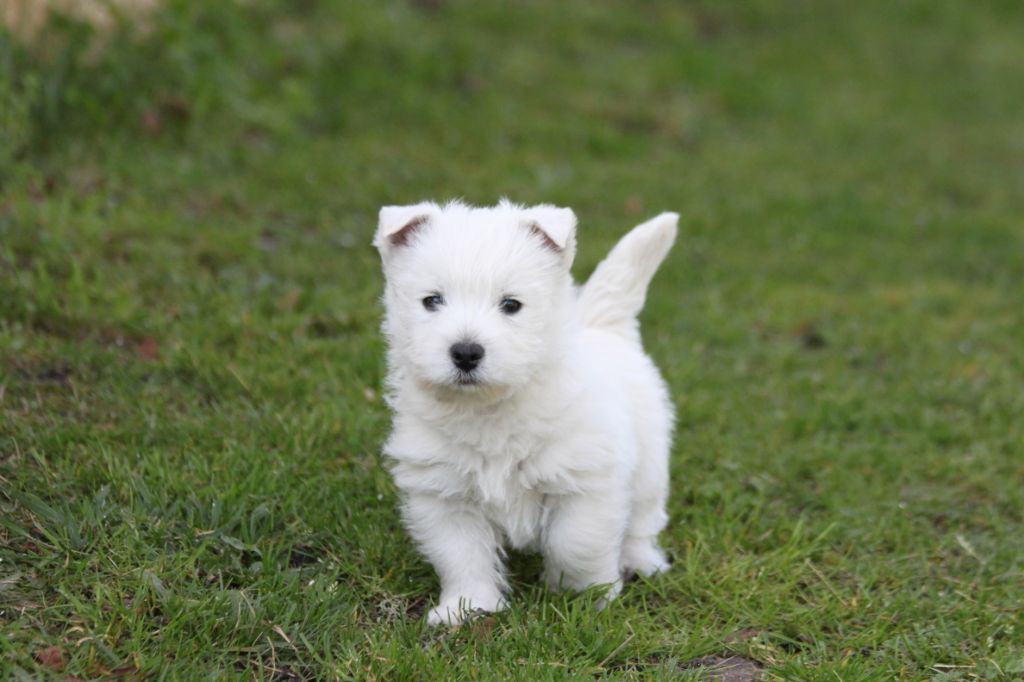 d'Isarudy - West Highland White Terrier - Portée née le 10/01/2021