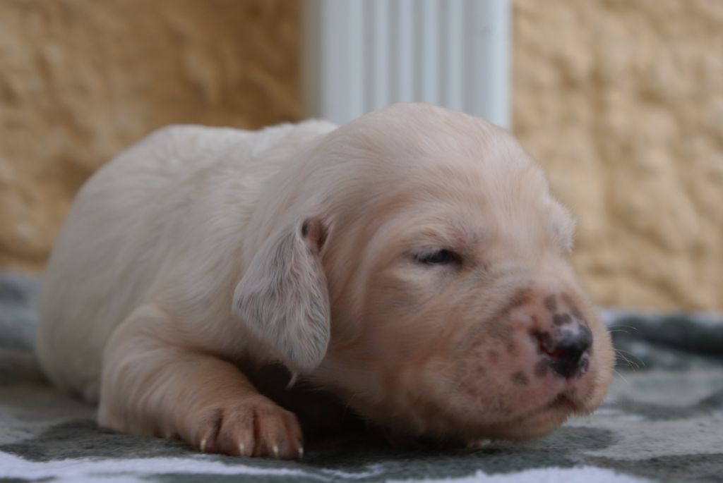 d'Isarudy - Chiots disponibles - Setter Anglais
