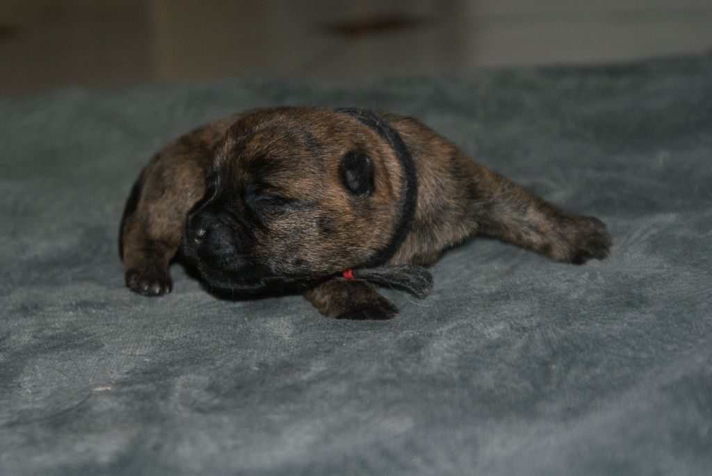 d'Isarudy - Chiots disponibles - Cairn Terrier