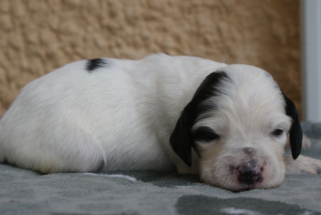 d'Isarudy - Chiots disponibles - Setter Anglais