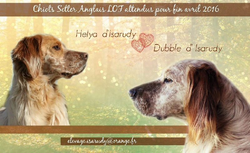 Chiot Setter Anglais d'Isarudy