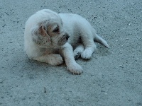 Dolly
