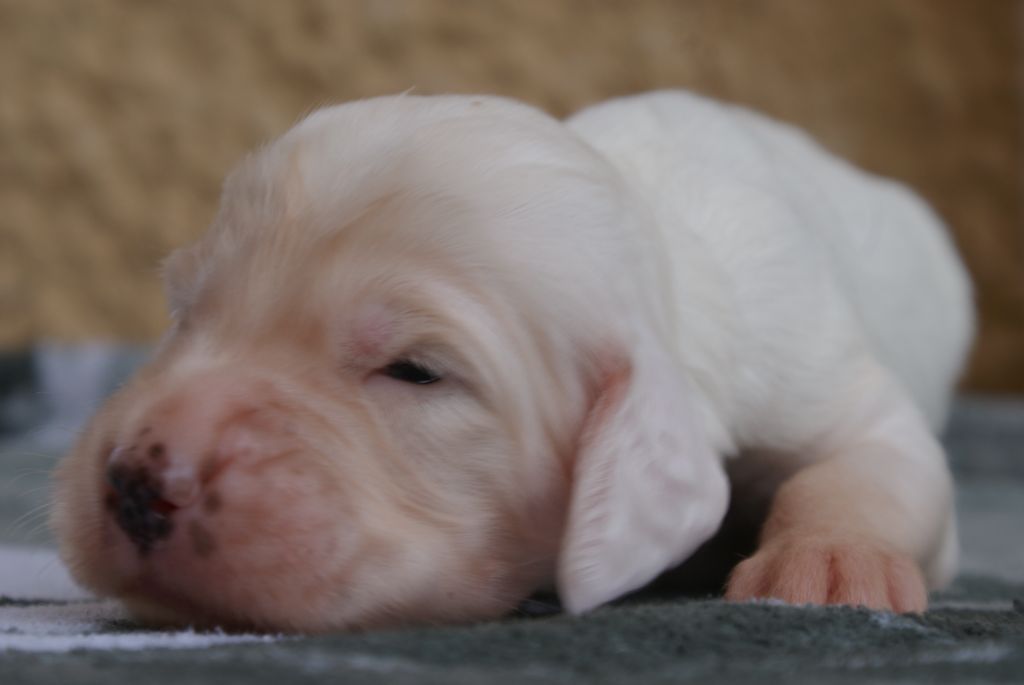 d'Isarudy - Chiots disponibles - Setter Anglais