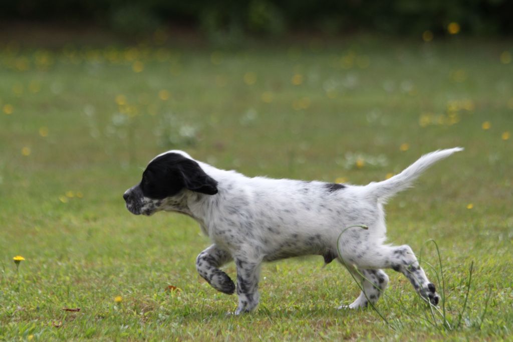 d'Isarudy - Chiots disponibles - Setter Anglais