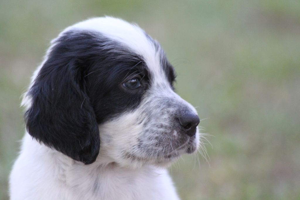 d'Isarudy - Chiots disponibles - Setter Anglais