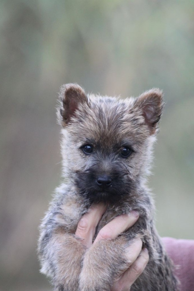 d'Isarudy - Cairn Terrier - Portée née le 01/09/2018